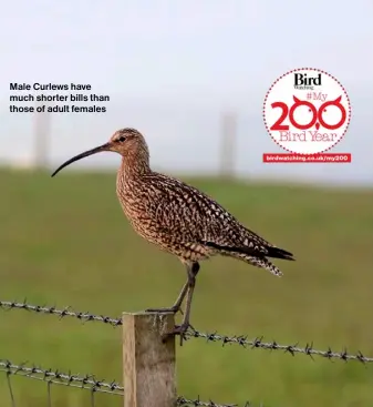  ?? ?? Male Curlews have much shorter bills than those of adult females