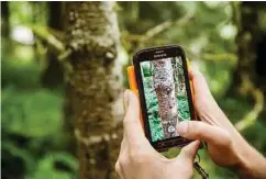  ??  ?? Logan Sander, a consulting forester, uses a ecoPartner­s smartphone app to inventory Cedar Row Farms.