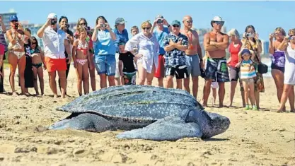  ?? MIKE STOCKER/STAFF FILE PHOTO ?? Leatherbac­k sea turtles establishe­d 12 nests last season on Broward beaches, the lowest number since 2011 and reflecting a decline statewide.