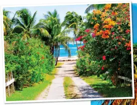  ??  ?? FULL OF CHARM: Pretty blooms line the path to a sandy cove on Nevis