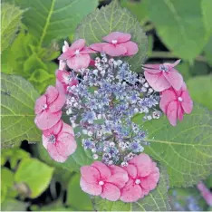  ??  ?? Tuff Stuff hydrangea (Hydrangea serrata) from Proven Winners features colourful, lace-cap blooms all summer long, even after a harsh winter. We’ve planted a row of these plants along the back of our new ‘wine’ patio as a soft hedge, the purple/blue...