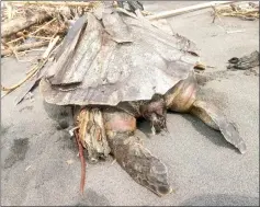  ??  ?? A dead beached turtle with plastic in its belly is seen on the Congot beach, Kulon Progo, Indonesia, Dec 10, in this picture obtained from social media. — Reuters photo