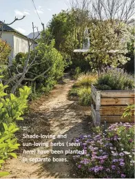  ??  ?? Shade-loving and sun-loving herbs (seen here) have been planted in separate boxes.