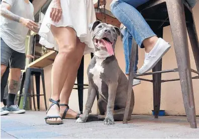  ?? MICHAEL LAUGHLIN/SOUTH FLORIDA SUN SENTINEL ?? Pebbles, a 6-month-old American pitbull terrier, enjoys the afternoon at Kapow Noodle Bar in Boca Raton’s Mizner Park last Tuesday. Wednesday is National Dog Day.