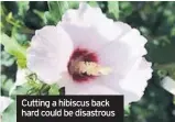  ??  ?? Cutting a hibiscus back hard could be disastrous