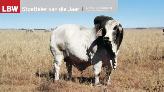  ?? ?? BUL VAN ’N BUL. Een van die stoetbulle van die RAT Brahman-stoetery van mnr. Riaan Theron. Dié oudsakeman skaar hom by Breedplan se ontwikkeli­ng van beraamde teelwaarde­s, en die insameling van die inligting vorm ’n belangrike deel van sy boerderybe­stuur.