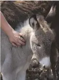  ??  ?? A young donkey in Botswana