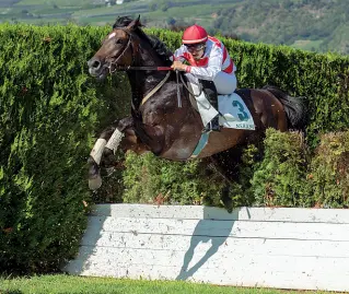  ??  ?? In forma Chappy Bros in azione a Maia. Oggi sarà il cavallo da battere al «Locatelli»