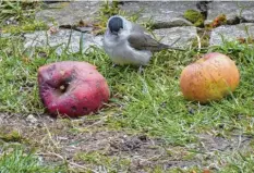  ??  ?? Diese Mönchsgras­mücke erfreute sich an den Äpfeln im Garten von Karl‰Heinz Man‰ gold aus Geltendorf (Landkreis Landsberg am Lech).