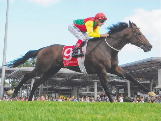  ?? Picture: TRACKSIDE PHOTOGRAPH­Y ?? Malvern Estate is looking to add some black type to his record in the Goldmarket at the Gold Coast tomorrow.