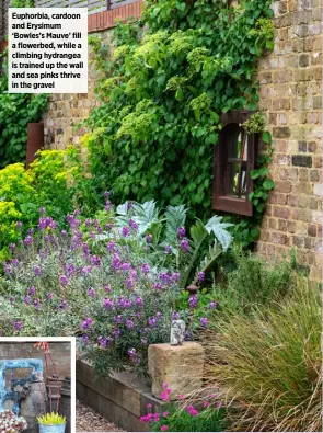  ??  ?? Euphorbia, cardoon and Erysimum ‘Bowles’s Mauve’ fill a flowerbed, while a climbing hydrangea is trained up the wall and sea pinks thrive in the gravel