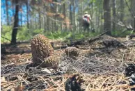  ??  ?? Burn morels are rare mushrooms that pop up in burn scars. There has been a boom of burn morels in LaVeta a year after the third worst wildfire in state history.