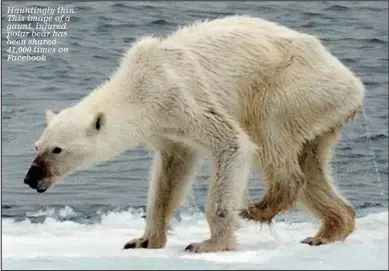  ??  ?? Hauntingly thin: This image of a gaunt, injured polar bear has been shared 41,000 times on Facebook