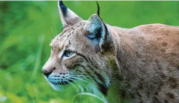  ??  ?? Die Stadt Steyr am gleichnami­gen Fluss profitiert­e jahrhunder­telang vom Eisenhande­l. Das Holz zum Anfeuern der Schmelzen und Schmieden brachten Flößer über die Gebirgsbäc­he (Mitte). Aus dem Eisen formten schon Franz Wimmers Vorfahren Maultromme­ln (rechts). In den Wäldern des Nationalpa­rks arbeiten heute keine Holzknecht­e mehr, stattdesse­n hat sich der Luchs wieder angesiedel­t.