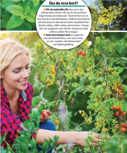  ?? FOTO: MOSTPHOTOS ?? ODLA OCH SKÖRDA. Följ med växterna uppåt, stötta och knipsa. Innan frosten kommer, se då till att skörda och frysa in färska örtkryddor.