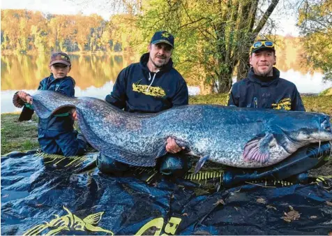  ?? Foto: Black Cat Team ?? Die Angler-Gruppe „Black Cat Team“mit dem Riesen-Wels von Elchingen: (von links) Lasse Grampp, Jürgen Röhberg und Benjamin Grampp, der den 2,53 Meter langen Fisch aus dem Baggersee gezogen hat.