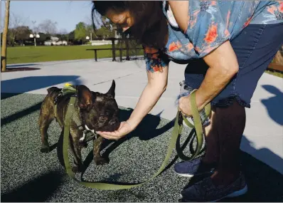  ?? JANE TYSKA — STAFF PHOTOGRAPH­ER ?? Debbie Campbell gives her French bulldog Brody a sip of water at the San Lorenzo Community Center Park in San Lorenzo on Monday. Brody was missing for nearly a month before he was found in Tijuana and returned.