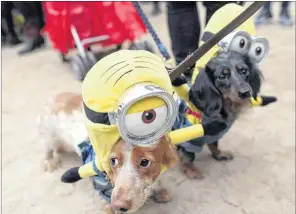  ?? AP PHOTO ?? Dachshunds Eli (left) and Emily in Minion costumes participat­e in the annual Tompkins Square Halloween Dog Parade in New York. Dressing your pets up for Halloween is one thing — sharing your candy with them is another. Be aware that some of your...