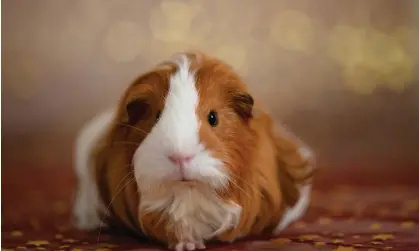  ?? Photograph: Alexandra Jursova/Getty Images ?? Guinea pigs need a decent-sized enclosure and their care can prove expensive. But the greater problem? Owners get bored with them.