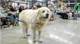  ?? GRANT MATTHEWS/ STUFF ?? Mebo the Maremma sheepdog at the We Love Dogs Expo in New Plymouth on Saturday.