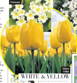  ??  ?? Primrose Yellow tulips