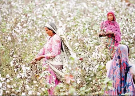 ?? AFP ?? Pakistani labourers pick cotton in a field in Bahawalpur district in Pakistan’s central Punjab province In November 2015.