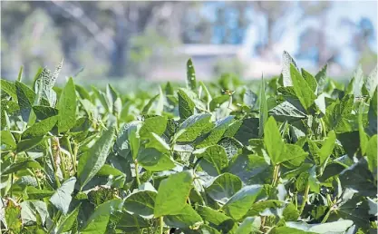  ?? ?? Verde. Las lluvias llegaron a tiempo para que la soja no siga perdiendo rendimient­o.