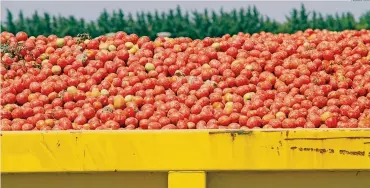  ??  ?? Produzione di pomodori.
Il balzo dei costi di trasporto nella fase di emergenza
ADOBESTOCK