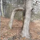  ?? Contribute­d photo ?? The “Door Tree” in Hamden’s Mount Carmel woods before it was chopped down. A judge allowed the man who cut it down to enter a diversiona­ry program.