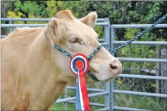  ??  ?? Cattle champion: The overall cattle champion was a Charolais cross owned by Robert Wright of Ardgour. 21_ F25 road to the isles 06