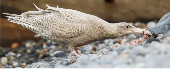  ??  ?? ABOVE Juvenile Glaucous Gull eating seal, Sheringham, Norfolk, 18 January