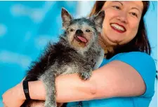  ?? (Afp) ?? In gara Nella foto grande, in alto, il mastino napoletano Martha, vincitore del concorso per il cane più brutto del mondo. Qui sopra, il meticcio Icky. A sinistra, il griffone belga Moe. Sotto, il cinese crestato Jake