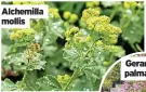  ?? ?? Alchemilla mollis