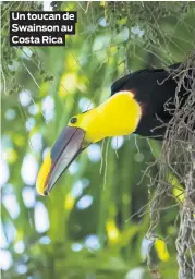  ??  ?? Un toucan de Swainson au Costa Rica