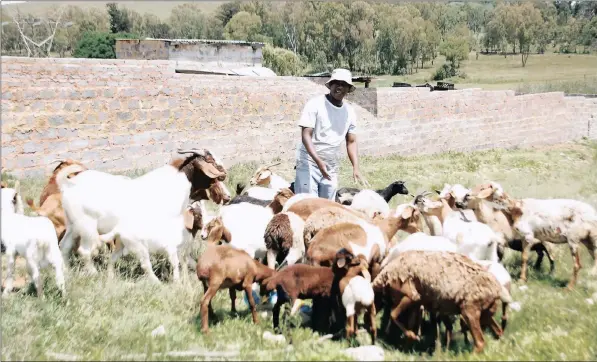  ?? PICTURE: TIRO RAMATLHATS­E ?? A SOLUTION: Gerry Tshitangan­o tends to his goats on his farm. The writer says a realistic action plan, as crafted in the National Developmen­t Plan, can create opportunit­ies for small-scale farmers through government land acquisitio­n and finance as well...