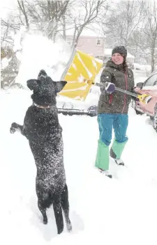  ?? NiCOLAuS CzARnECki / hERALD STAFF ?? SNOW DOG: Molly Stas plays with Bailey as she shovels out her driveway in Woburn.