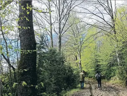  ?? ACCIÓNATUR­A ?? El bosc del Barretó, al Ripollès, situat en una finca d’1,4 hectàrees rescatada de l’explotació