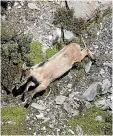  ??  ?? Himalayan tahr cause considerab­le damage to native vegetation on conservati­on land.