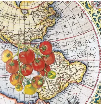  ?? COLLAGE: KÜST ?? Die Heimat der Tomate – hier virtuell auf der Mercatorka­rte – ist Südamerika.