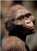  ??  ?? ‘Lucy’ is one of the longest-lived and best known examples of our early human ancestors (artist’s model, pictured right). On the left are 3D printouts of Lucy’s right humerus