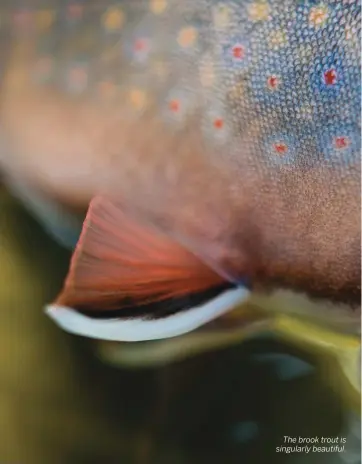  ??  ?? The brook trout is singularly beautiful.