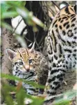  ?? FOTO: ZOO LEIPZIG ?? Ein Ozelotjung­es im Zoo Leipzig. In den USA leben die Tiere frei nahe des Rio Grande.