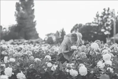  ?? MICHELE M. WAITE, CHRONICLE BOOKS VIA AP ?? Erin Benzakein in a field of peonies, bursting in full bloom, at North Field Farm in Bellingham, Wash. The photo is featured in her book, "Floret Farm’s Cut Flower Garden."