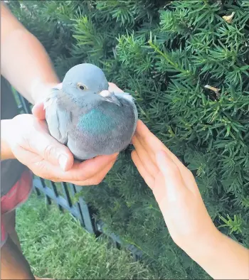  ?? DENISE CROSBY/BEACON-NEWS ?? A Racing Homer, a specially trained breed of pigeon, got lost or tired while in-flight and landed on an Elburn front lawn, where the bird is recouping and making itself at home.