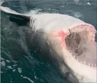  ?? CHIP MICHALOVE PHOTO ?? Shark researcher­s in December tagged an estimated 2,800-pound, 14-foot great white shark.