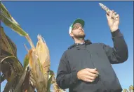  ??  ?? Farmer Michael Neuharth holds up an ear of corn during a tour of Steamboat Acres in Courtland on Tuesday.