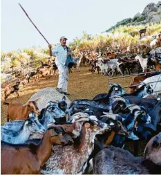  ?? Foto: Francisco Leong, afp ?? Ziegenhirt­e Fernando Moura in der Serra da Estrela: Der 49-Jährige treibt seine Herde täglich im Auftrag der Regierung durch den Nationalpa­rk.