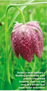  ??  ?? Snake’s head fritillary – Nodding wildflower­s with prettily chequered lanterns, they will self seed in a border that stays moist in summer