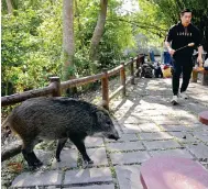  ?? Photo: Jelly Tse ?? A boar visits a barbecue area in Aberdeen Country Park.