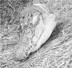  ??  ?? The crocodile's head with a gunshot wound that was found at Jalan Sungai Batang, Mile 10. Labuk Road.